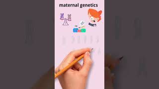 Maternal Genetics [upl. by Atinnod]