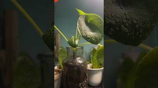 Pilea pepper care time plants garden adayinmylife [upl. by Leia]