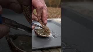 Eating Raw Oysters Shipwreck Oysters oysters seafood tastetest [upl. by Song]