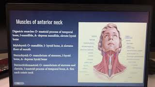 Muscles of anterior neck and pectoral girdle [upl. by Ashbey260]