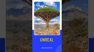 Dragon Blood Tree dragonbloodtree naturalwonders youtubevideo youtubeshorts [upl. by Angy]