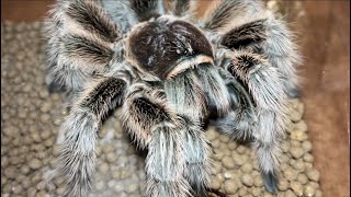 Rose hair tarantula Grammostola rosea feeding black cricket [upl. by Crowley]