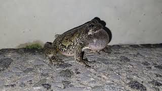 Gray Tree Frog Dryophytes versicolor Mating Call [upl. by Burch]