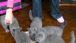 12 week old kittens enjoying their dinner [upl. by Naujed]