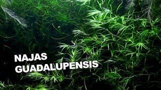 NAJAS GUADALUPENSIS  Scheda Completa [upl. by Alya]