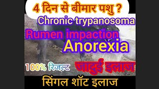 treatment of chronic trypanosoma in cow anorexiaRumen impactionVickyPansarigaumataseva4467 [upl. by Zoi874]