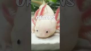 Did you know this about the Axolotl [upl. by Elyrrad]