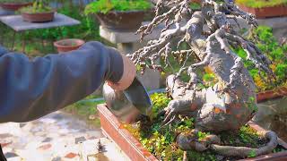 Mastering the Art of Chinese Bonsai Watering Techniques for Healthy Roots Tips and Tricks for [upl. by Drahser678]