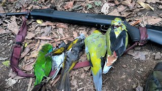 Hunting birds with nx200 airgun Vachakap a kagachi nahon kaloipatoh😮😮seikhohaohaokipKuki [upl. by Anibur]