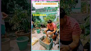 MANURING PREPARATION FOR VEGETABLE PLANTS gardening bonedust neemdust cowdung shortsvideo [upl. by Capriola]