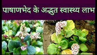 Amazing Health Benefits Of Pashanbhed Indian Coleus  Plectranthus Barbatus [upl. by Oppen]