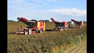 Fauville Sprl a la récolte des pommes de terre avec 2 Grimme Varitron 470 et une Dewulf Enduro Gen2 [upl. by Haeckel347]