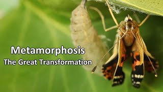 Metamorphosis  The Great Transformation [upl. by Christye364]