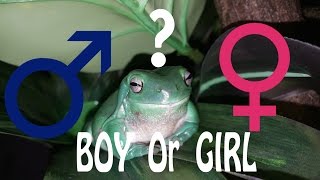 How To Determine the Gender of a Whites Tree Frog [upl. by Naniac]