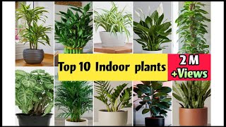 Best Indoor Plants India  Best Indoor Plants for Clean Air  Top 10 Indoor plants in India [upl. by Martin]