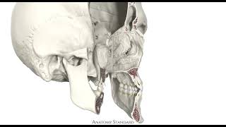 Bony nasal cavity  Cavitas nasalis ossea [upl. by Eras]