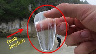 Ctenophora  Comb Jelly Bioluminescent Comb Jellyfish  Full HD 1080p [upl. by Glarum]