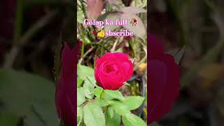 Golap ka full 🥀🥀👍👌flowersgerding sbscribrshortsvideoDhan youtuber master [upl. by Beitris]