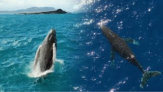 Humpback Whales Breaching in Hawaii  4k [upl. by Abijah]