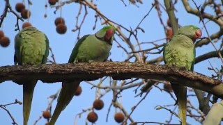 Großer Alexandersittich u Halsbandsittich Geselligkeit Germany  Wiesbaden 242016 [upl. by Mrots]