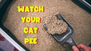 🐈 Why You Should Watch Your Cat Pee  Feline Idiopathic Cystitis Urinary Issues [upl. by Ladin990]