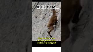 The IBEX Goats  Incredible Climbers shorts IbexGoats CliffClimbing [upl. by Rooker]