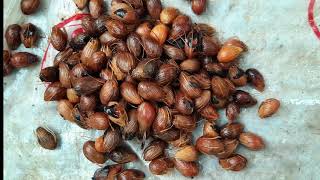 Areca Seeds se Plant Kaise Banayein  Grow Areca From Seeds [upl. by Nothgiel]