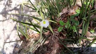 brassavola Perini em meio a natureza [upl. by Salmon]