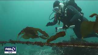 Scientists are hunting urchins to save California’s crucial underwater forests [upl. by Ollayos222]