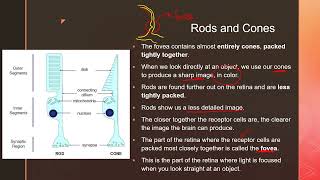 Coordination and Response Part II  igcse prasannalc biology [upl. by Edge]