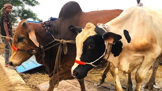 cow unloading cow videos cow video animal big cow goru hamba cow Ep80 [upl. by Clara623]