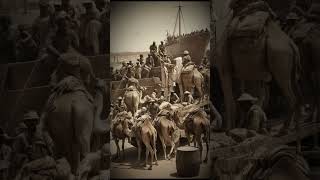 Americas SECRET Camel Army Experimenthistory ai facts [upl. by Deeyn]