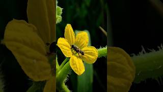 Happy Bee is pollinating flowers😍 nature [upl. by Areikahs]