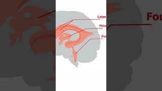 Basal Ganglia Limbic system and Cerebellum [upl. by Clausen158]