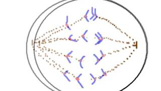 Anaphase lag  easy explanation [upl. by Norvan]