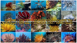 TYPES OF CRINOID SEA LILY  FEATHER STAR  COMATULIDS [upl. by Sage]