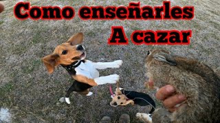 Como ENSEÑARLE a CAZAR a tu CACHORRO BEAGLE en PANDEMIA how to train Beagle to hunt rabbit [upl. by Courtenay135]