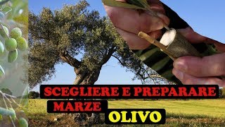 Scegliere e Prelevare Marze Innesto OLIVO 🫒 [upl. by Sisco]