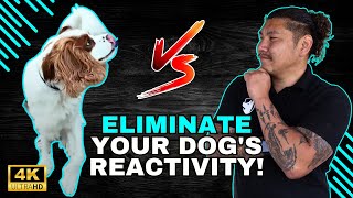 Eliminate Your Dogs Window Reactivity In One Session [upl. by Adnohsad]