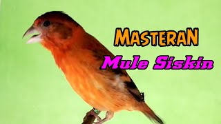 Kicau Merdu Mule Siskin Gacor Cocok Untuk Masteran [upl. by Shayna]