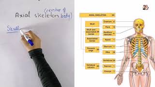 Divisions of skeleton  Axial skeleton VS Appendicular skeleton  General anatomy [upl. by Burner986]