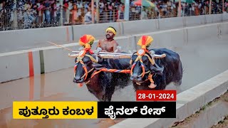 Puttur Kambala Final race 2024  ಪುತ್ತೂರು ಕಂಬಳ ಫೈನಲ್ ರೇಸ್ [upl. by Jillane]