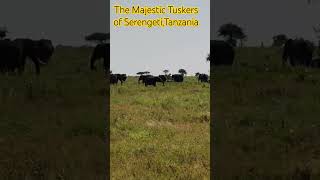 Tuskers of Serengeti National Park Tanzania [upl. by Auhso]