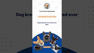 The Breed Evolution 🐶⏳ Dog breeds have evolved over time Selective breeding has led to the div [upl. by Aoh]