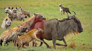 Its Astonishing Wildebeest Struggles To Survive The Hyenas Crazy Onslaught  Animal World [upl. by Betti332]