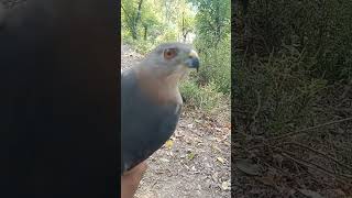 Buzzard birdsofprey [upl. by Annawat]