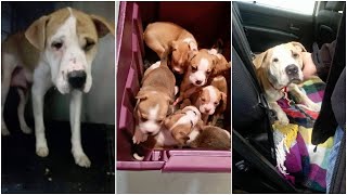 Pitbull depressed from loss her babies had reunited with her lost puppies [upl. by Lodhia]