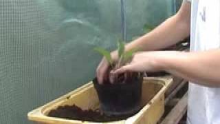 Planting aubergines  Claires Allotment part 50 [upl. by Stultz465]