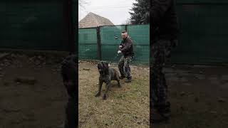 Mastino napoletano attack [upl. by Ahsaek348]