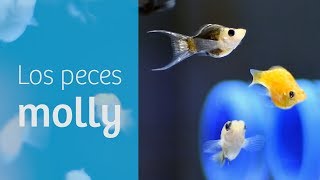 Mollys · Peces fáciles para tu acuario tropical 🍹 [upl. by Heigho]